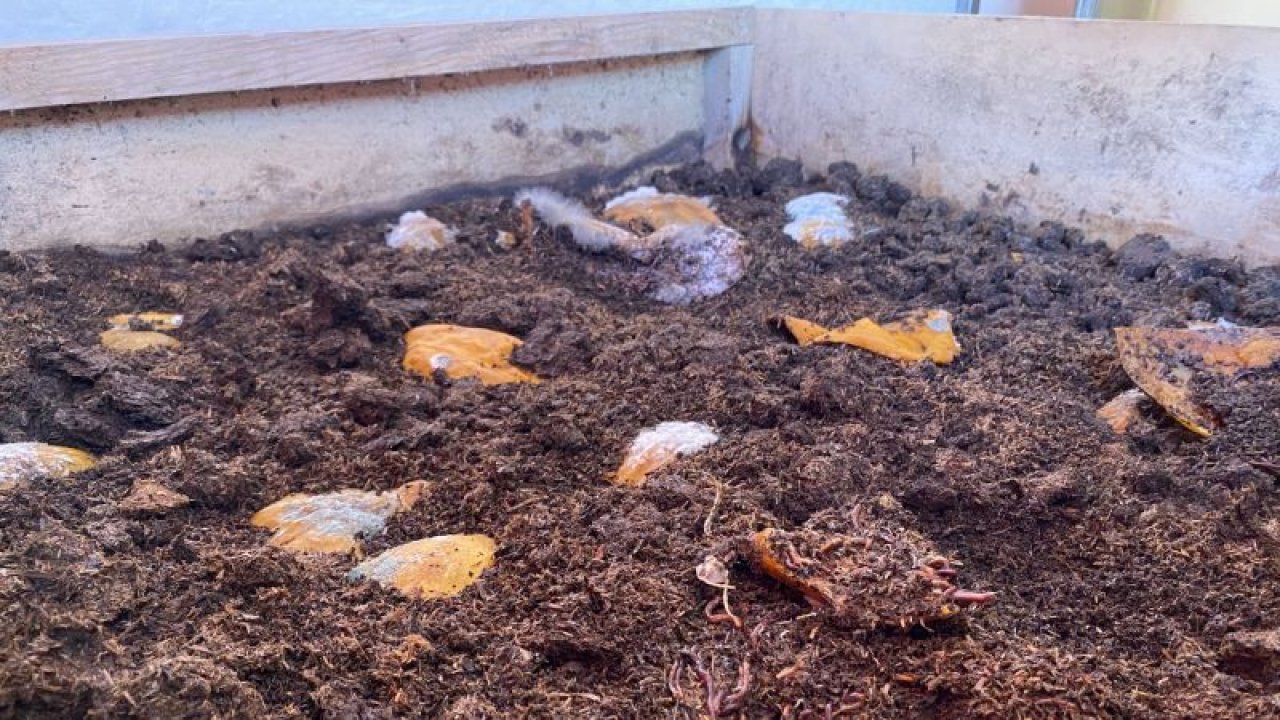 Ankara Sincan Belediyesi solucan gübresi ve kurtçuk üretimine başladı