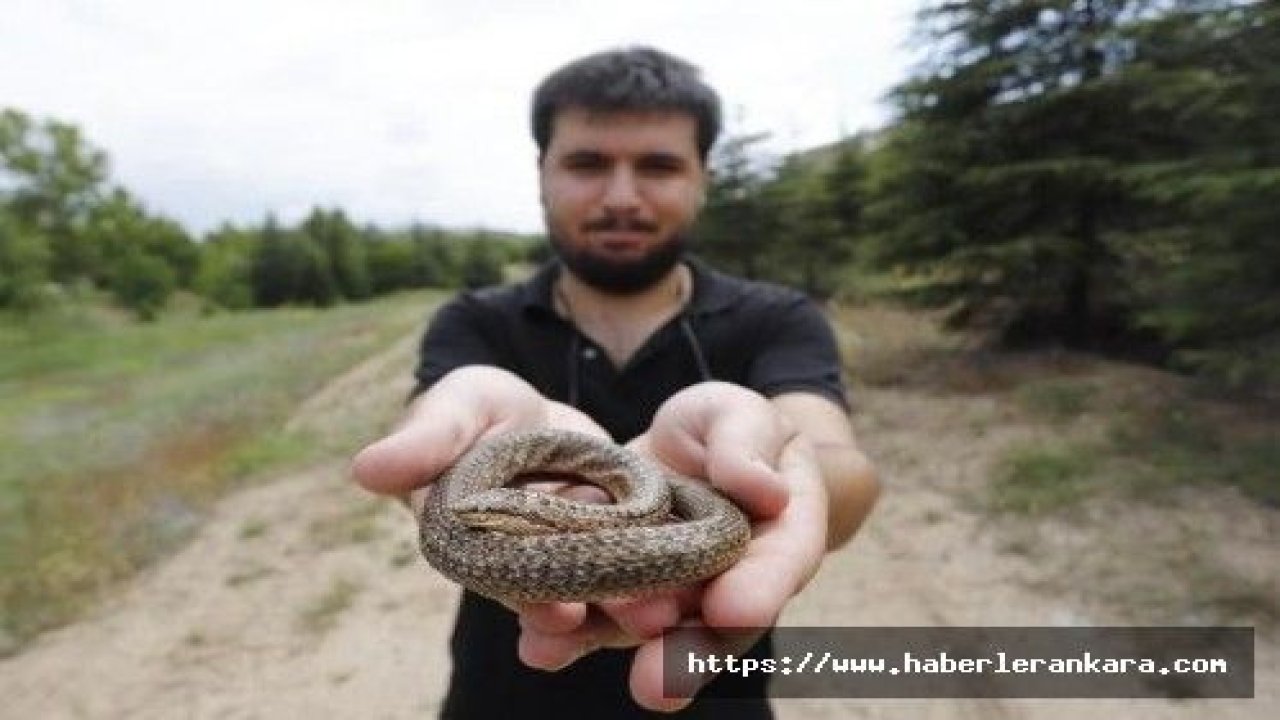 'Düzensiz yağmurlar, yılanları açığa çıkarıyor'