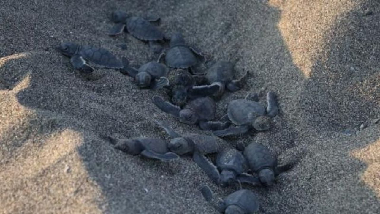 40 binin üzerinde yavru kaplumbağa denizle buluştu