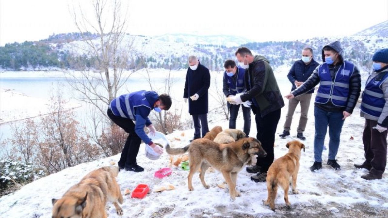 Ankara'da sokak ve yaban hayvanları için yem bırakıldı