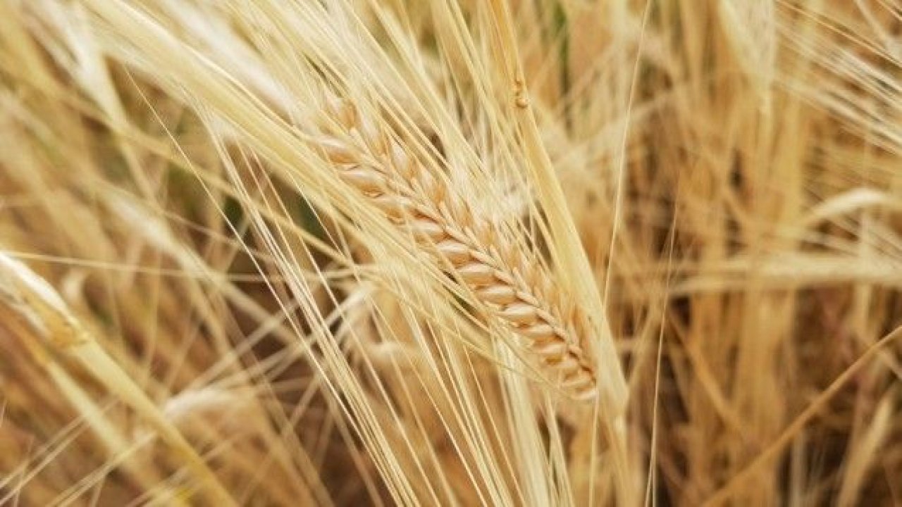 Kuraklık Sigortasında ödemeler tamamlandı