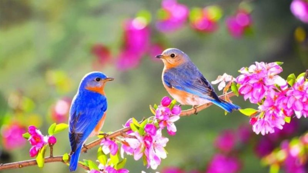 Birinci Cemre Ne Zaman Düşecek? 2021 Cemre Tarihleri?