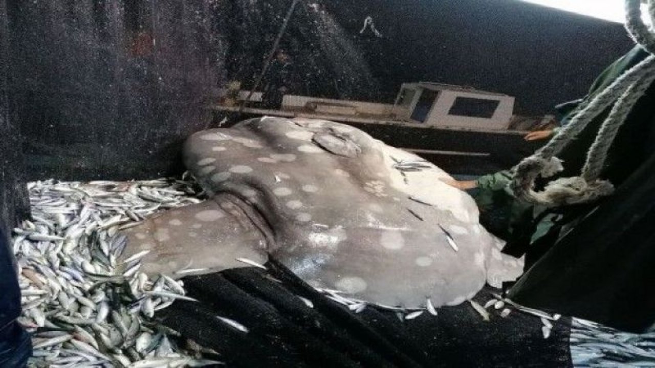 Balıkçıların ağına Akdeniz'de nadir görülen ay balığı takıldı