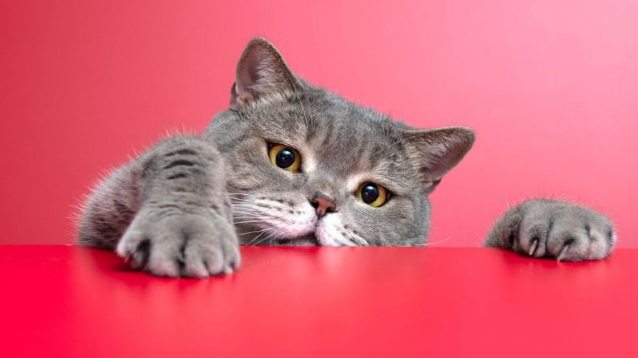 Alerji Yapmayan Kedi Var Mıdır? Kedi Alerjisi Nedir, Belirtileri ve Tedavisi