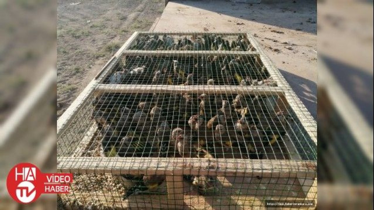 Suriye sınırında 2 bin saka kuşu ele geçirildi