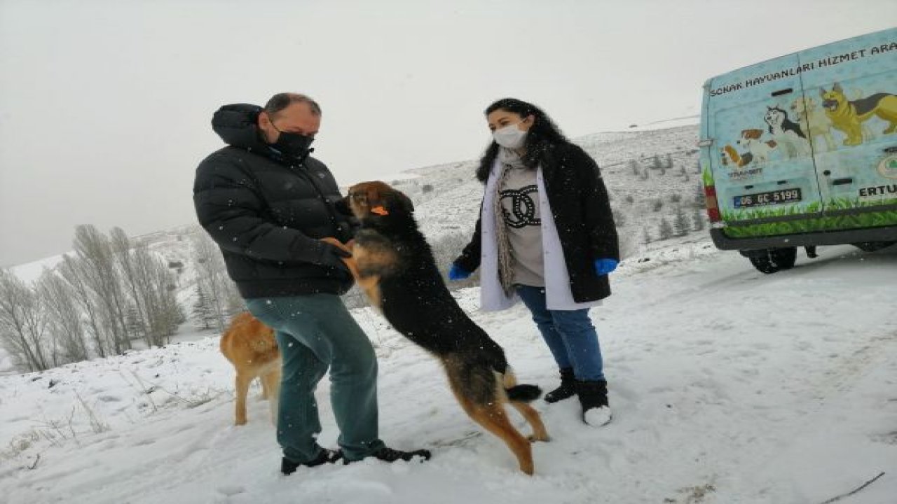 Pursaklar Belediyesi Soğuk Kış Günlerinde Can Dostlarını Yalnız Bırakmıyor