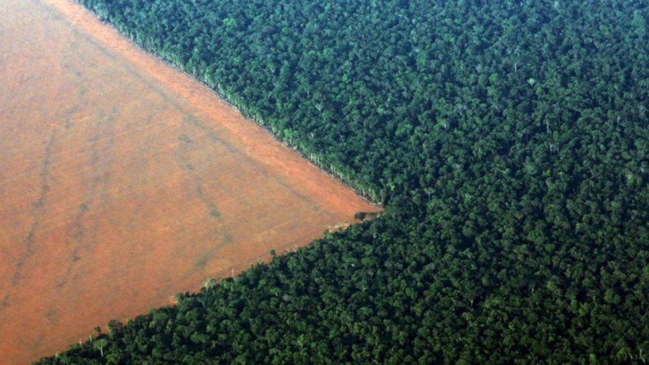 Amazon Ormanları Talan Ediliyor! Facebook Aracılık Ediyor!