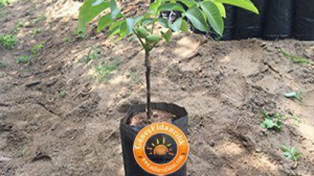 En Çok Tercih Edilen Aşılı Ceviz Fidanı Çeşitleri ile Yüksek Verime Ulaşma