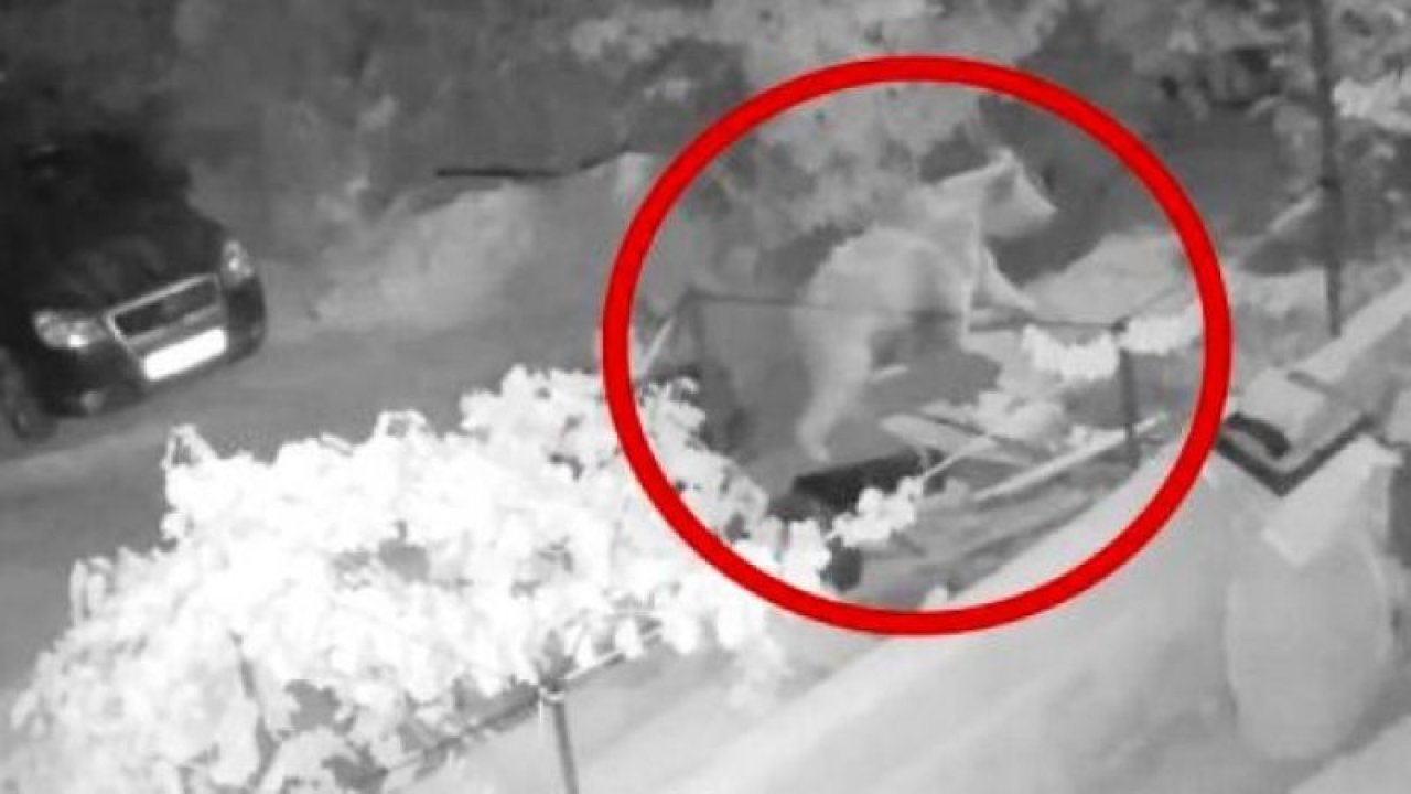 Konya'da evin balkonuna çıkan boz ayı, güvenlik kamerasında