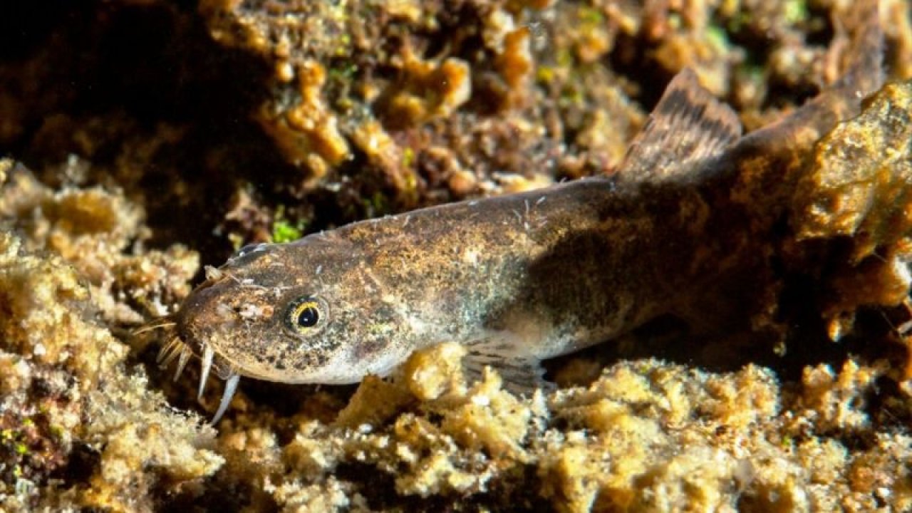 Tüm Bilim Dünyasının İlgisini Çekmişti! Van Gölü'nde Bulunan Balığın Türü Açıklandı