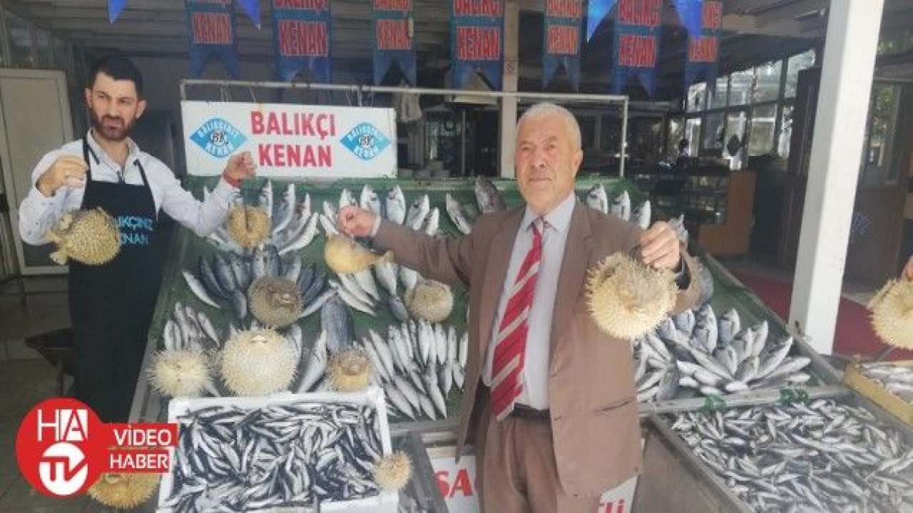 Türkiye kıyılarında ‘İstilacı Balon Balığı’ tehlikesi