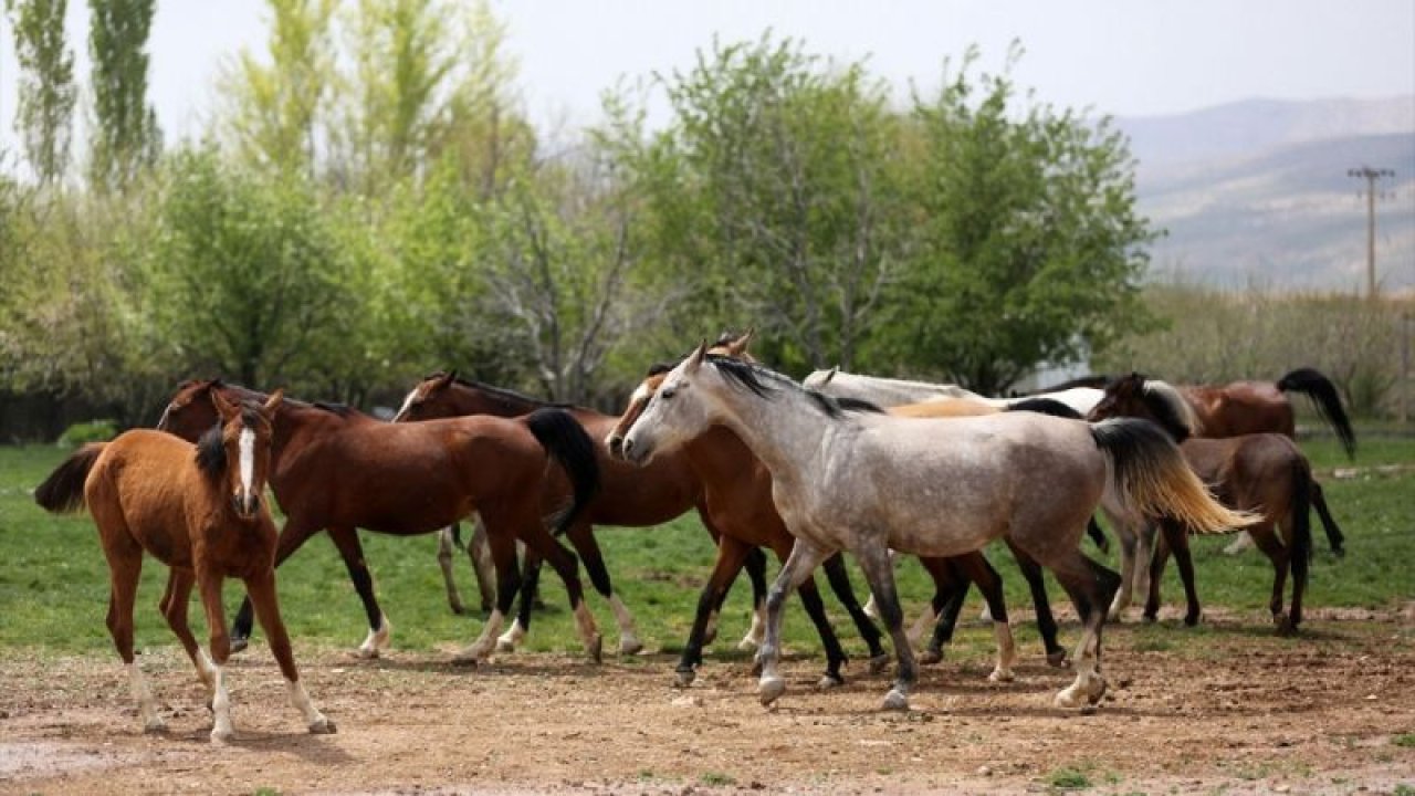 İran'da Kaşkay Türklerinin Yetiştirdiği Atlar Servet Değerinde! Tam 430 Bin Dolar Değer Biçildi