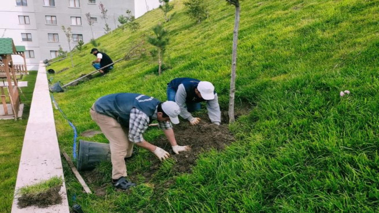 Ankara'da Ağaçlandırma seferberliğinde vatandaş ve belediye işbirliği