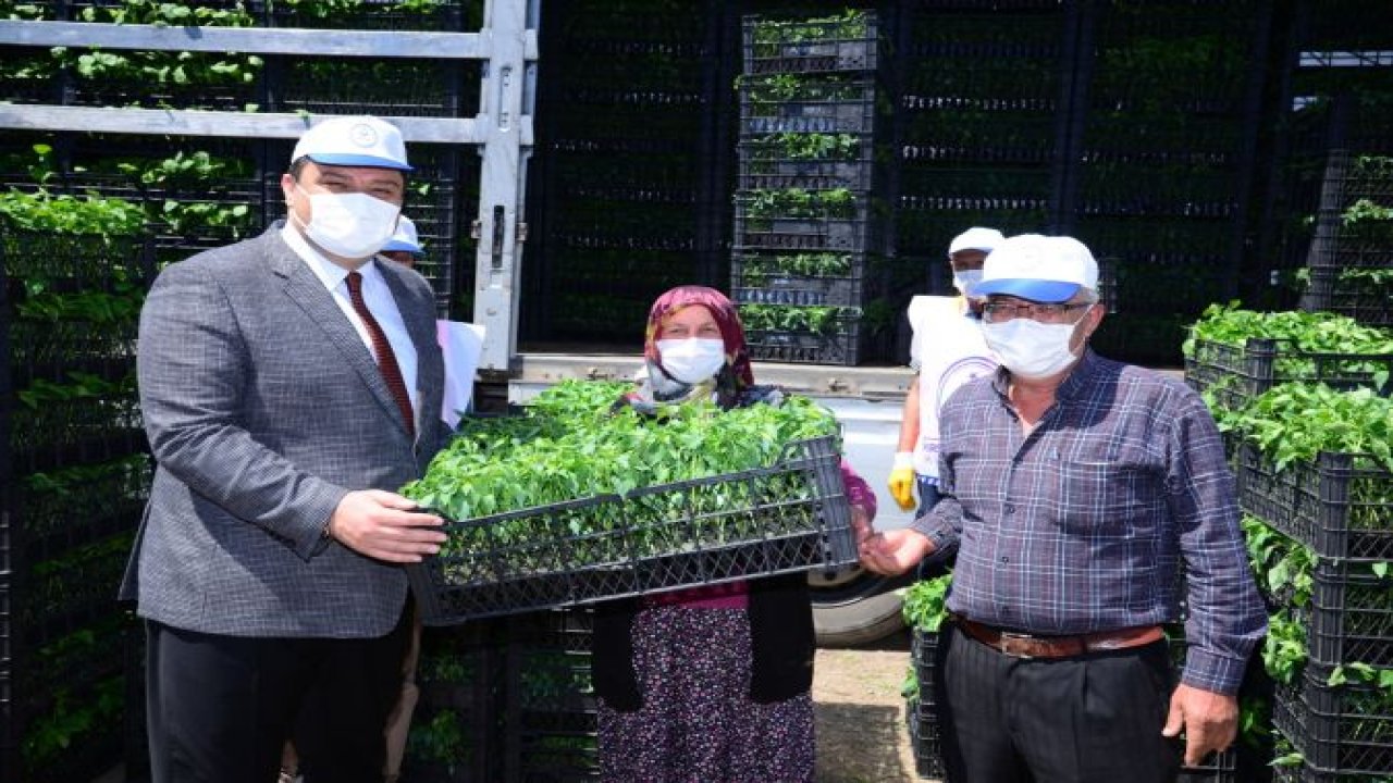 Ankara'da 500 çiftçiye 1 milyon 200 bin sebze fidesi