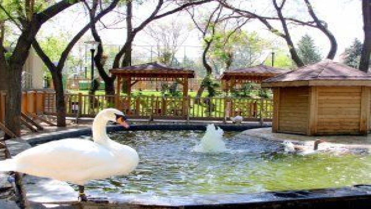 Kuğulupark’ın kuğuları ve Ördekli Park’ın ördekleri sağlık kontrolünden geçti