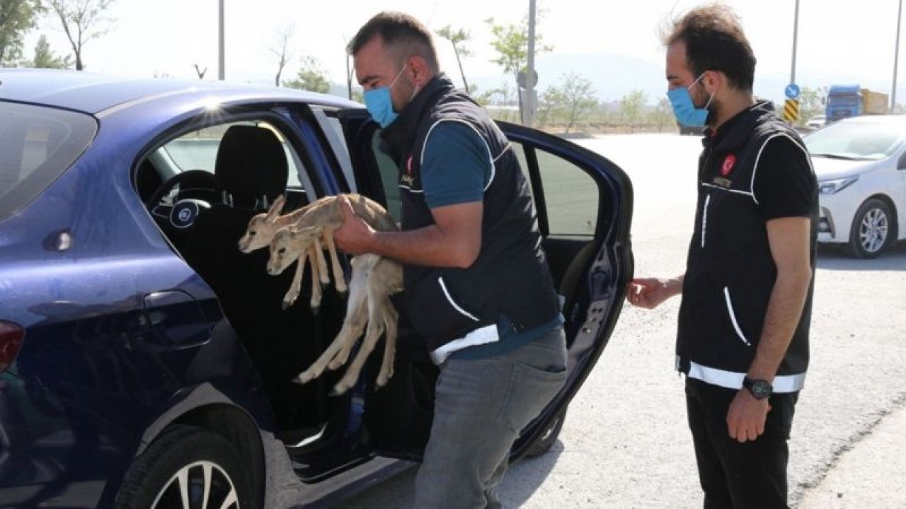 Konya'da uyuşturucu operasyonu kapsamında durdurulan otomobilde iki ceylan yavrusu bulundu