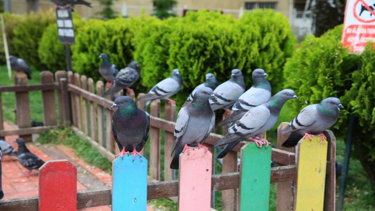 Ankara Keçiören’de Rengârenk Kuş Besleme Noktası