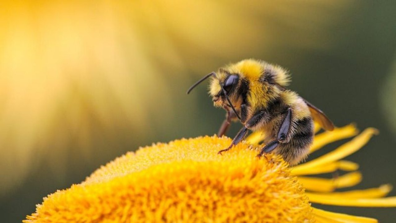 Arılar Arasında Yeni Bir Hastalık Yayılıyor