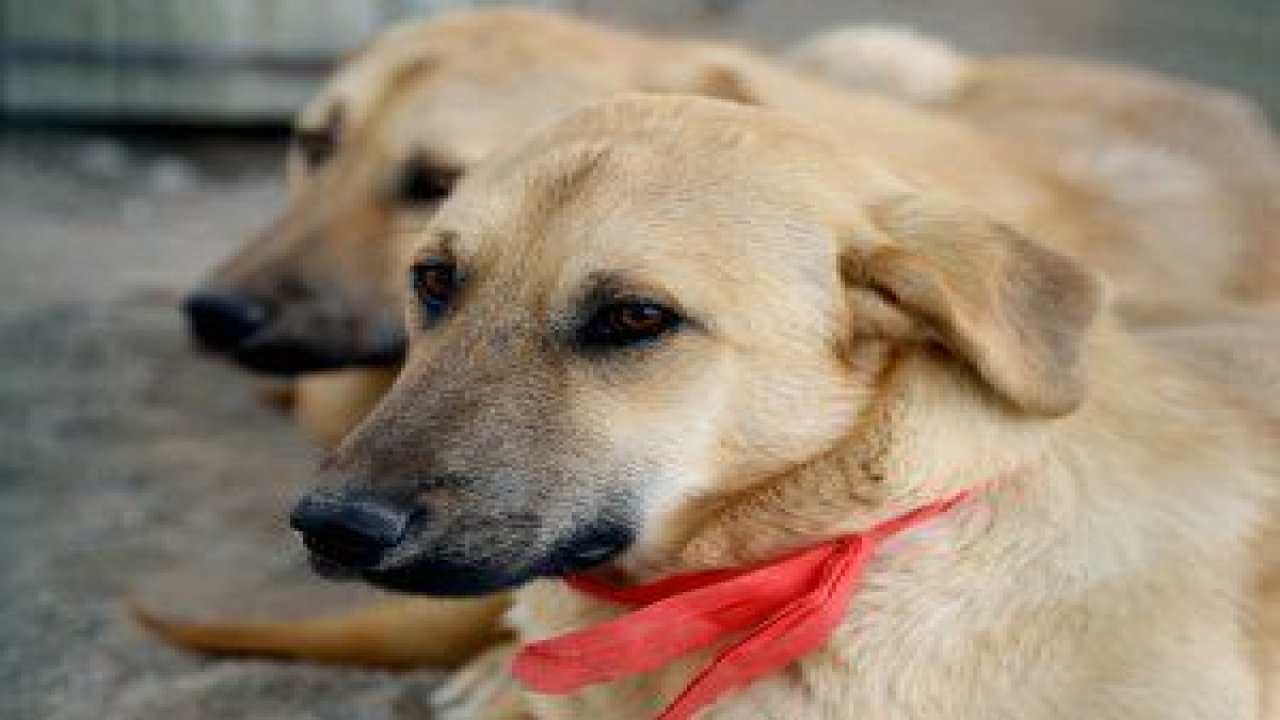 Çankaya Belediyesi Sahipsiz Sokak Hayvanları Bakım ve Rehabilitasyon Merkezi’ne 2017 yılında bin 177 hayvan sahipleri tarafından bırakıldı