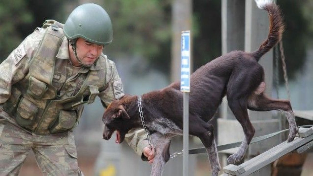 Sınır ötesi operasyonlara yerli ırk köpek