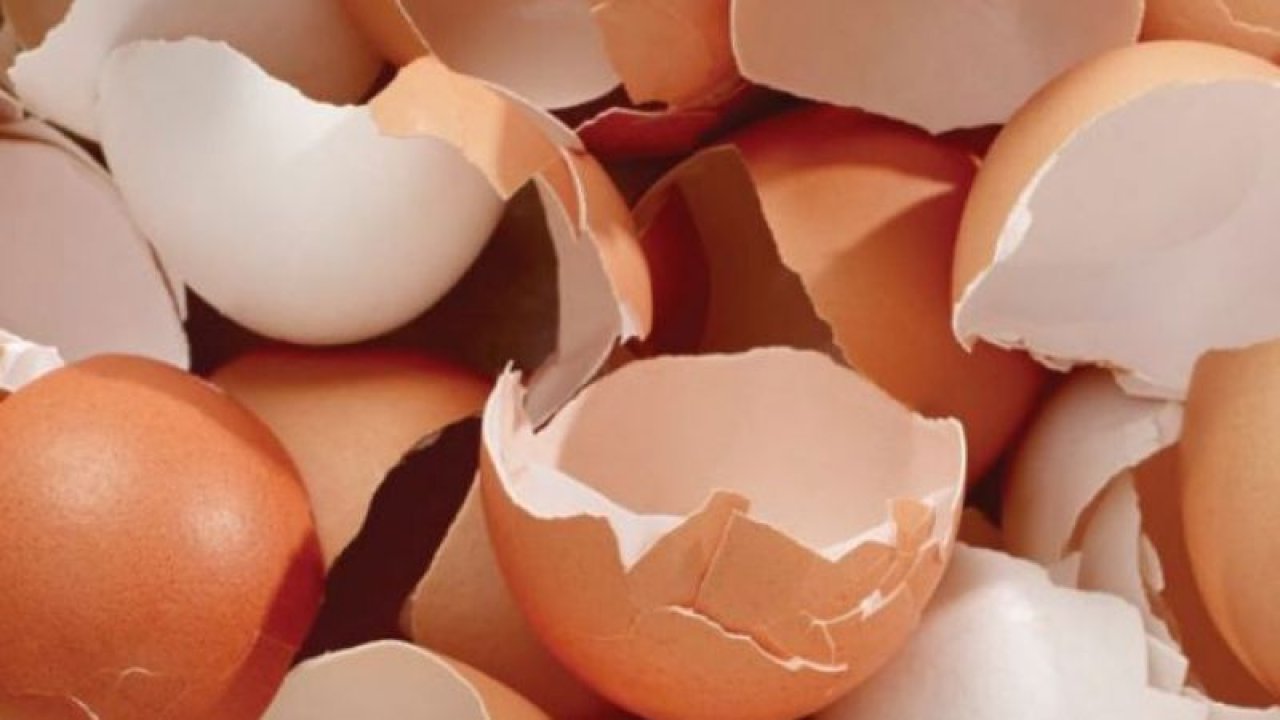 Yumurta Kabuğunun Yararları Ve Zararları!