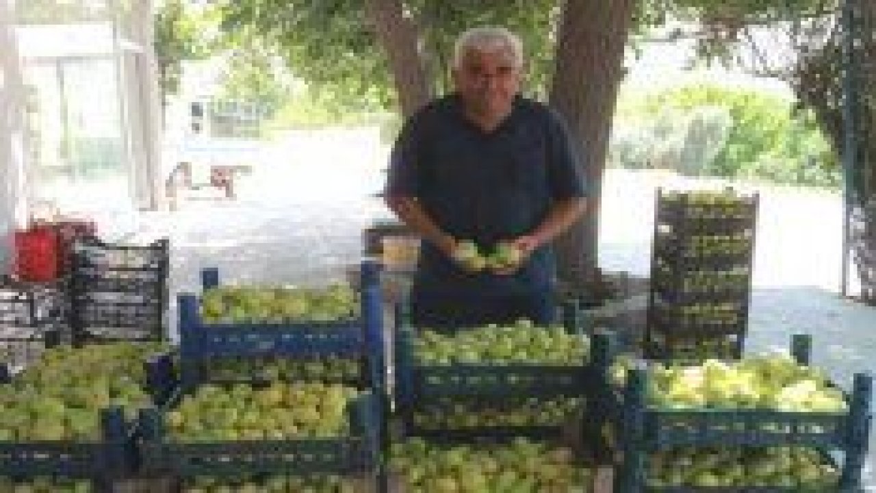 Mersin’de incir altın yılını yaşıyor