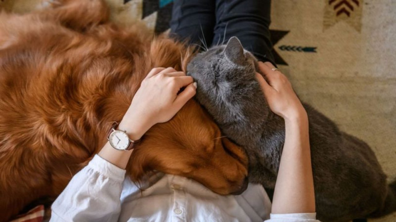 Evcil Kedi Ve Köpeklerde Koronavirüs Yaygın Mı?