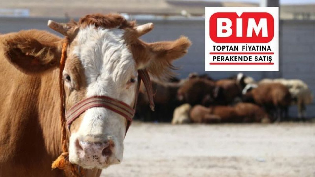 2021 BİM Kurbanlık Fiyatları! BİM Dana, Koç, Koyun Kurbanlık Fiyatları Ne Kadar?