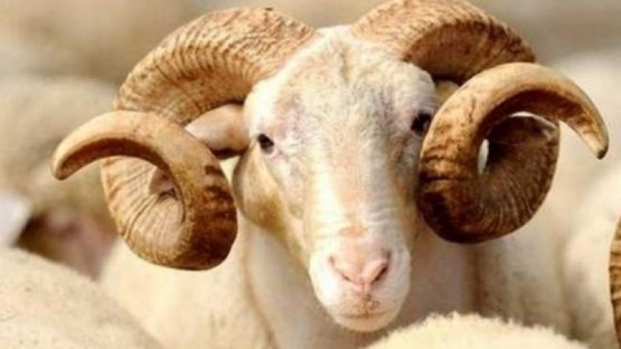 Neden Kurbanlık Kesilir Hikayesi! Kurban Olayı Hangi Peygambere Geldi? Ibrahim İsmaili Neden Kurban Etmek İstedi?