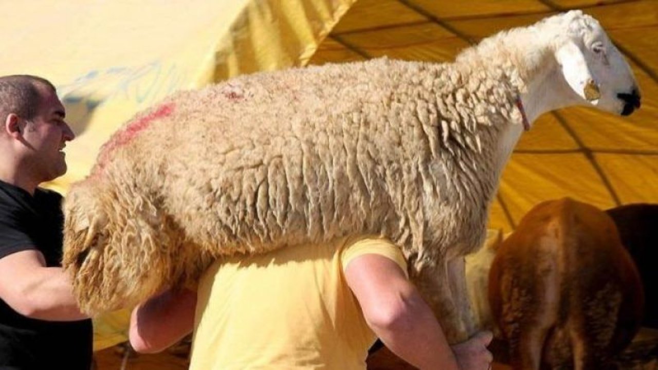 Sözlü, Yazılı Kurban Vekaleti Nasıl Verilir? 2021 Kurban Vekalet Ücreti Ne Kadar?