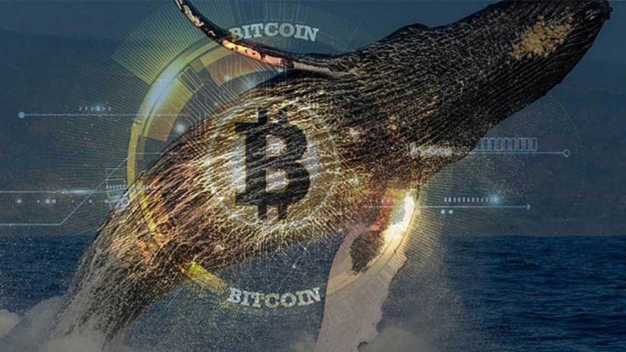 Bitcoin Balinalarına Neler Oluyor! Madencilik Zorluğunun Düşüşü Harekete Geçmelerini Sağladı!
