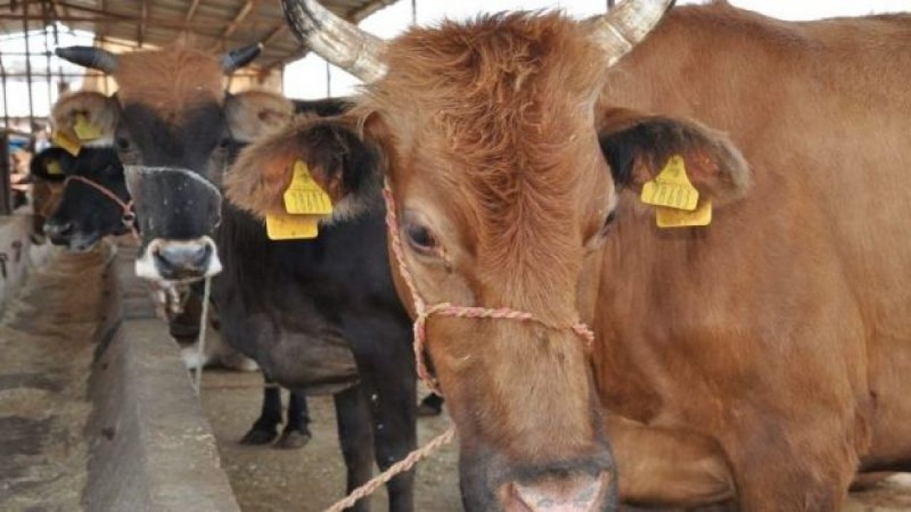 Kurbanlık Küpe Sorgulama 2021! TÜRKVET Küpe Sorgulama Nasıl Yapılır?