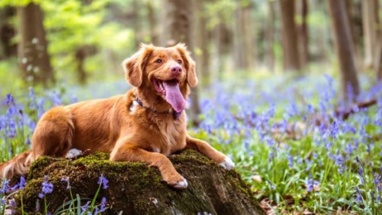 Köpeğinizin Geleceğini Tehdit Eden Risk: Meme Tümörleri