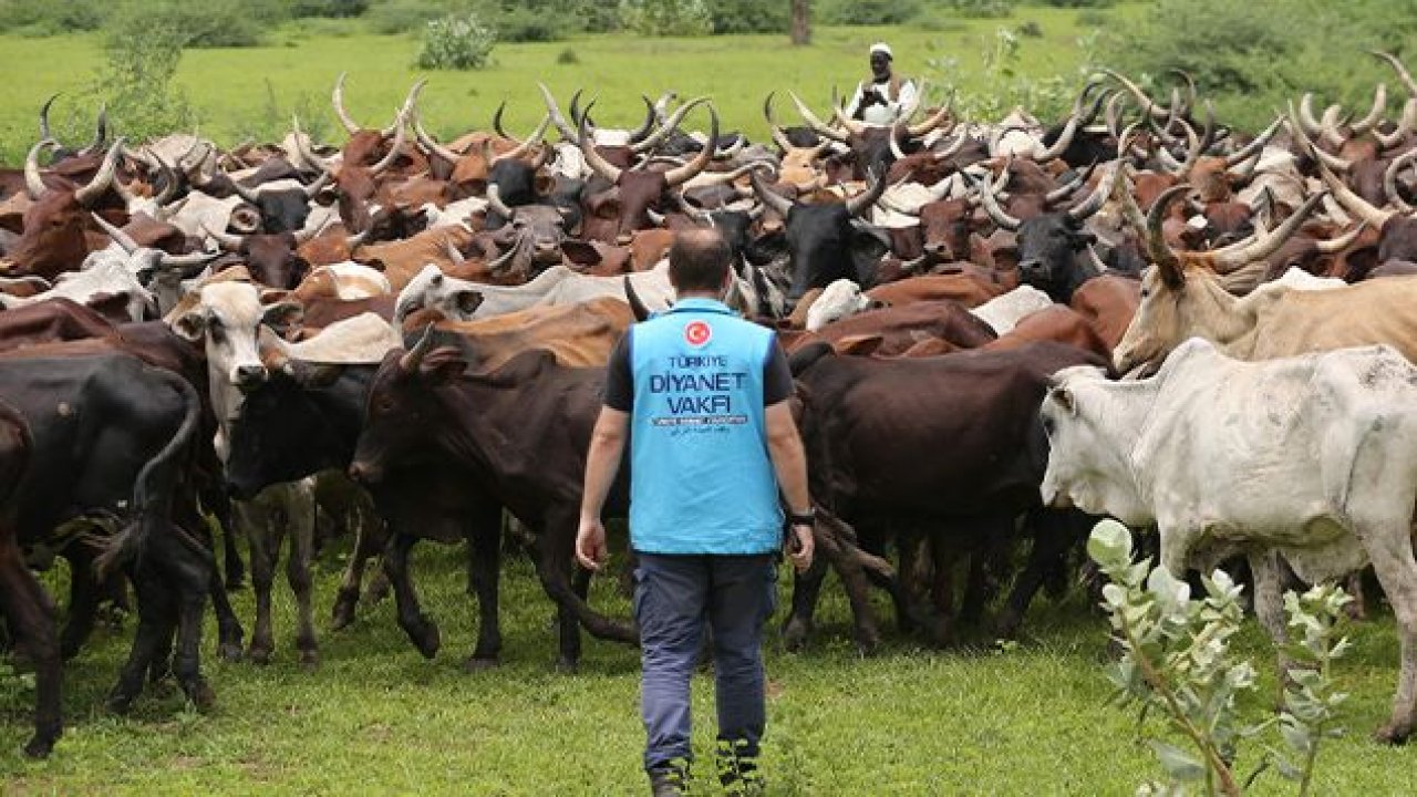 TDV Kurban Bağışı Nasıl Yapılır? Türkiye Diyanet Vakfı Kurban Bağışı Ne Zamana Kadar Yapılır?