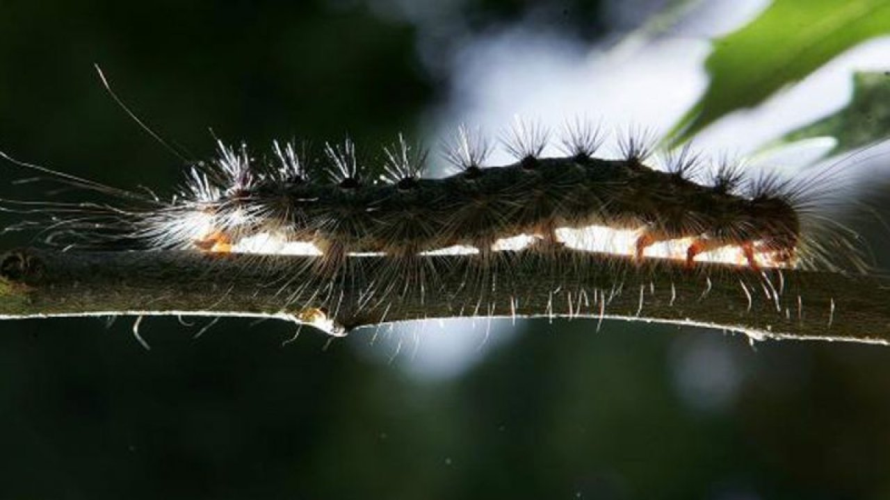 Amerika Entomoloji Derneği Çingene Güvesi’ne Yeni İsim Bulunması İçin Çalışıyor