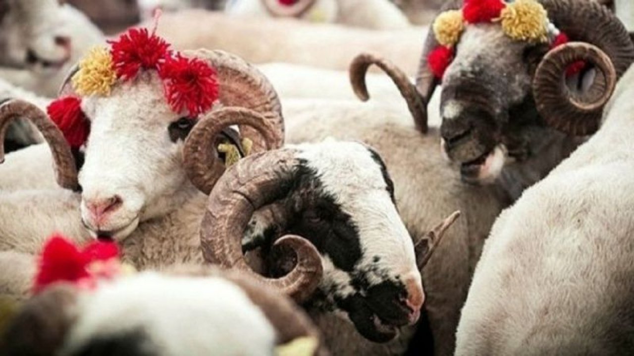 Kızılay kurbanlık fiyatları ne kadar oldu? Kızılay kurbanlık bağış 2021 fiyatları belli oldu mu!