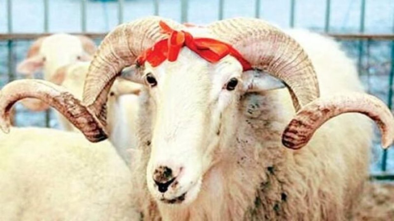 Kurban satış ve kesiminde bu uyarılara kulak verin!