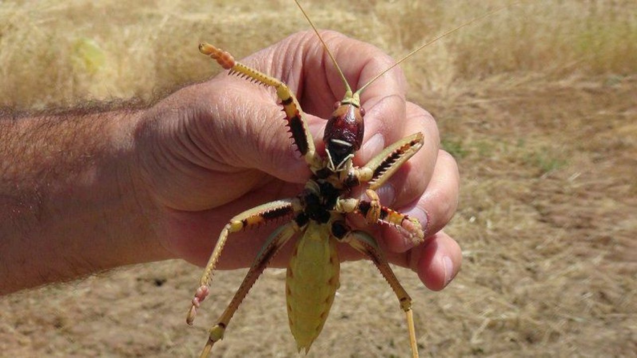 Etçil Çekirge insanlara zarar verir mi? Etçil çekirge ne yapar? Etçil çekirge insan yer mi?