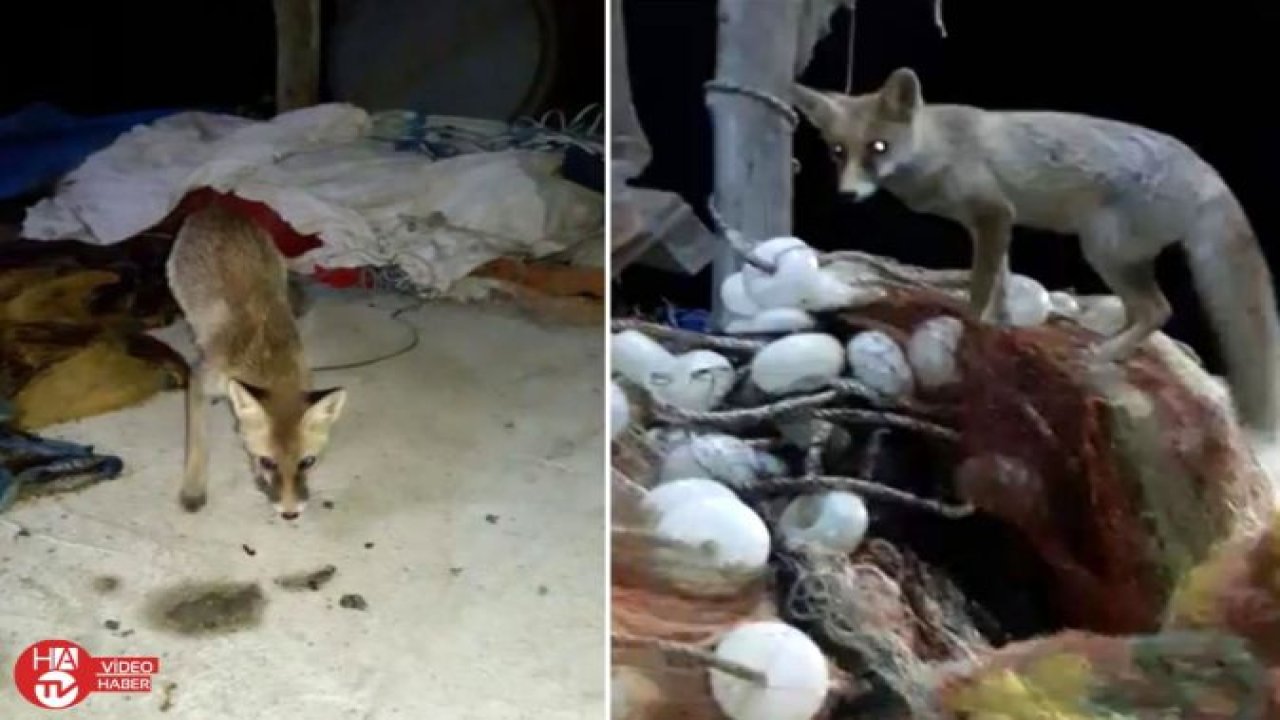 Balıkçı ile tilkinin dostluğu görenleri şaşırttı