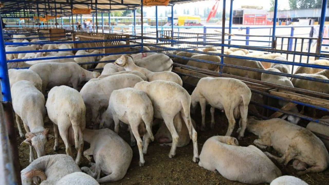 Satılamayan Kurbanlık Hayvanları Et ve Süt Kurumu (ESK) Alacak