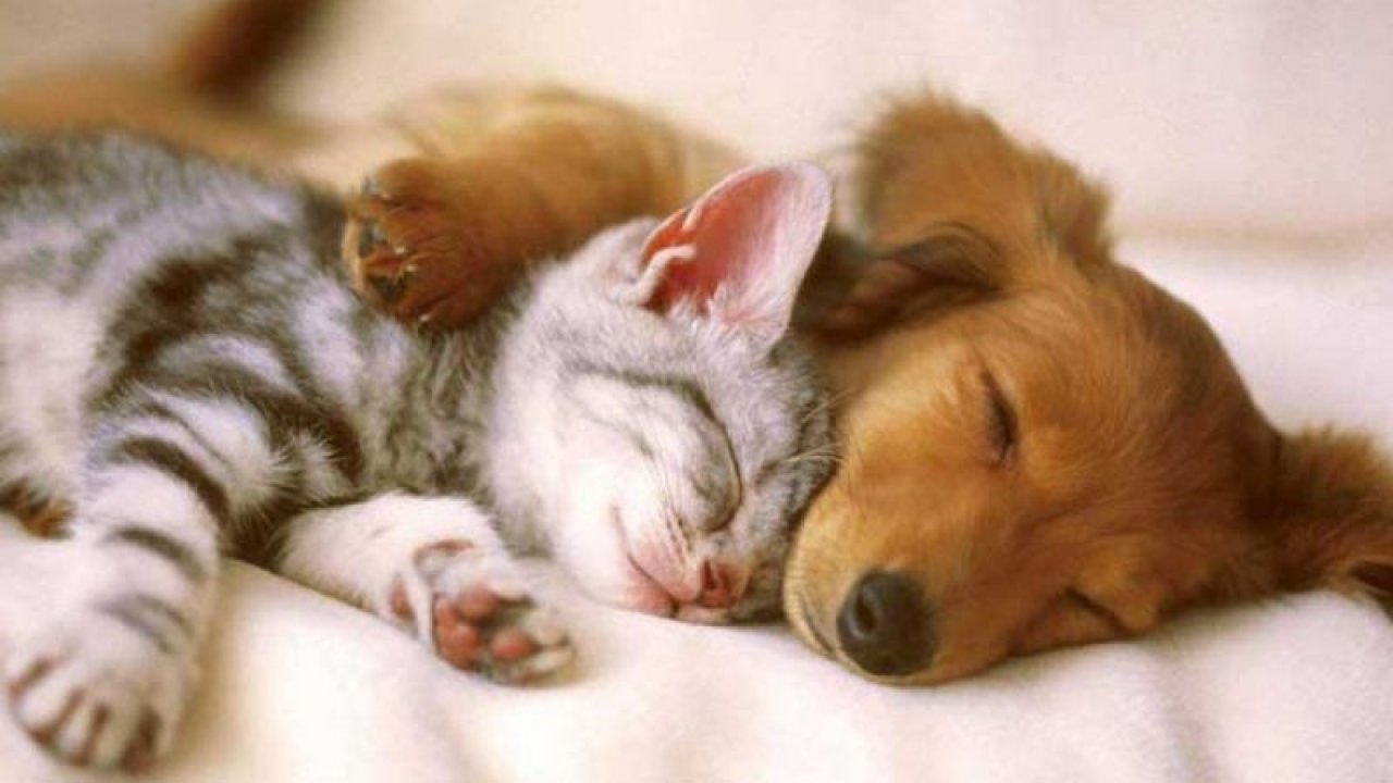 Kedi ve köpeklerin yuttuğu yabancı cisimler hayatlarını riske edebilir!