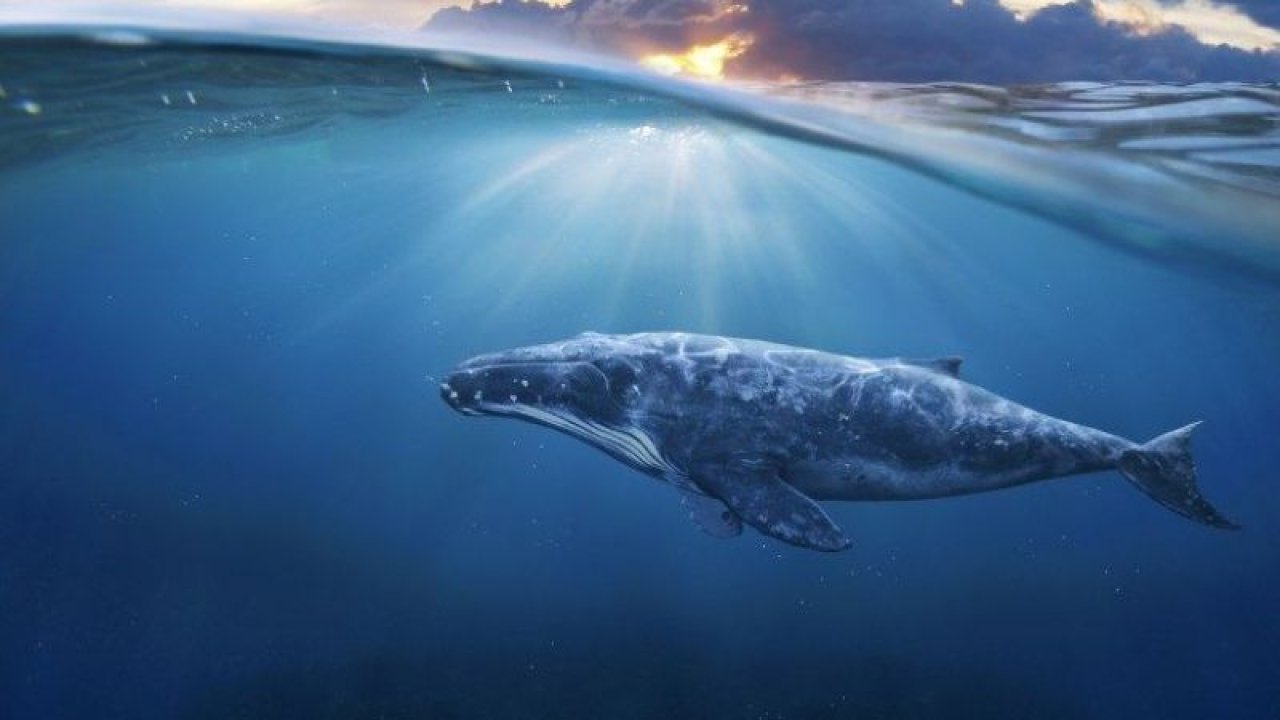 Ethereum Balinaları Rekora Koşuyor! Son 5 Yılın Zirve Miktarına Ulaştılar!