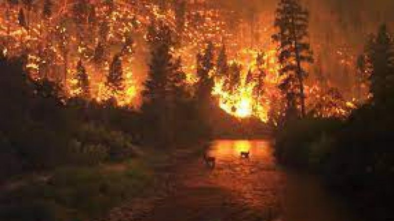 Orman yangını ile karşılaşırsak yapmamız gerekenler