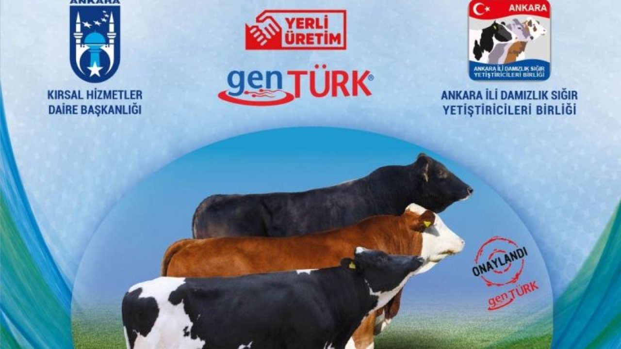 Ankara Büyükşehir'den Bir Destek de Büyükbaş Hayvan Üreticilerine