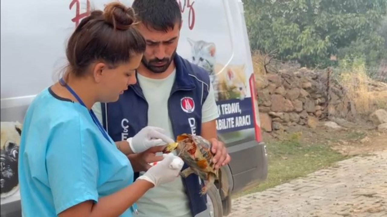 Sincan Belediyesi Ekipleri Yaralı Kaplumbağanın Hayatını Kurtardı