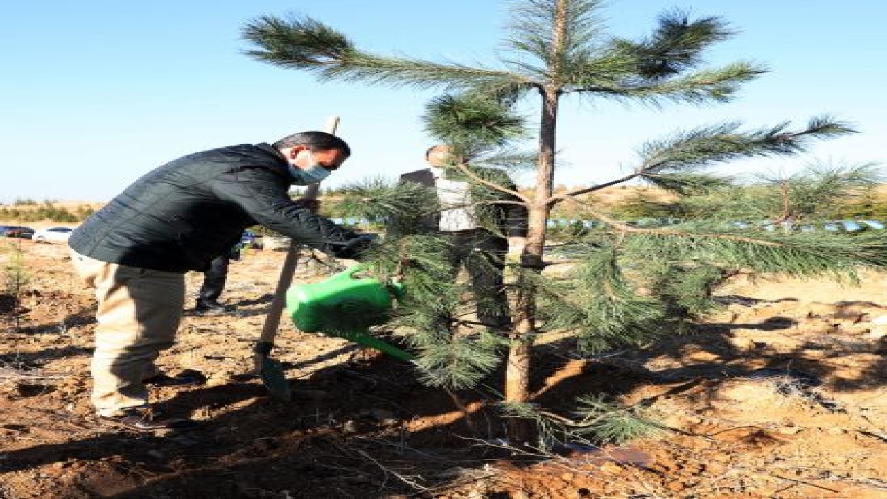 Ankara'da Etimesgut Ormanları Geleceğe Nefes Oluyor