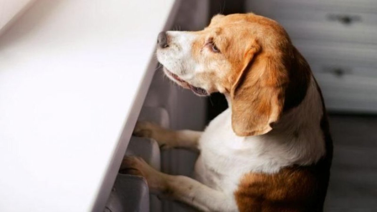 26 Ağustos Dünya Köpek Günü Nedir? Dünya Köpek Günü Nasıl Ve Ne Zaman Ortaya Çıktı?