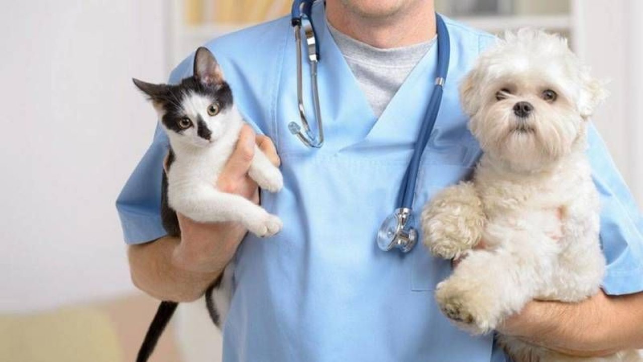 Kedi Ve Köpek Aşı Takvimi Nedir? Ankara'da Kedi Ve Köpek Aşı Fiyatları Ne Kadar? Kedi Ve Köpeğe Hangi Aşılar Yapılmalı?