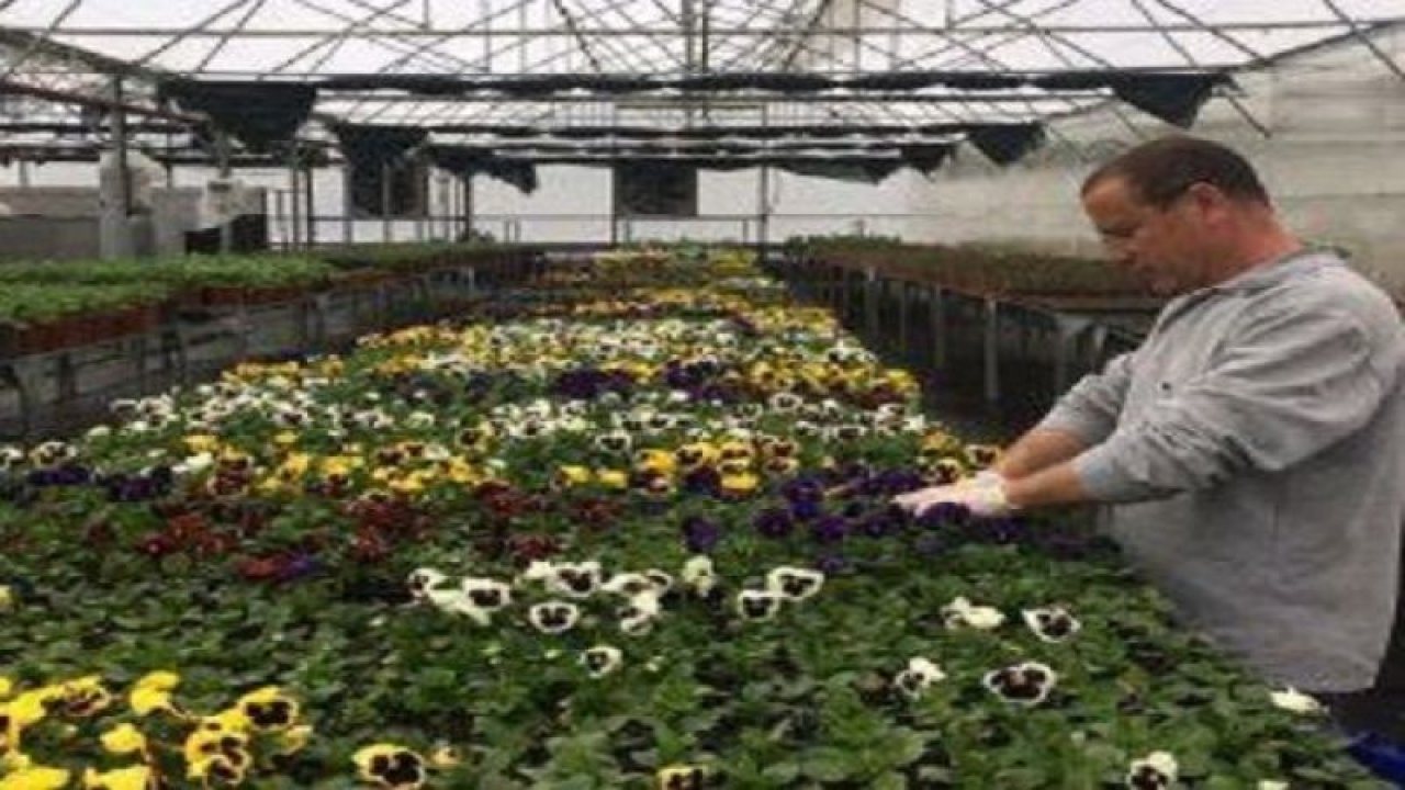 Park ve Bahçeler Müdürlüğü mevsimlik çiçek üretimine devam ediyor
