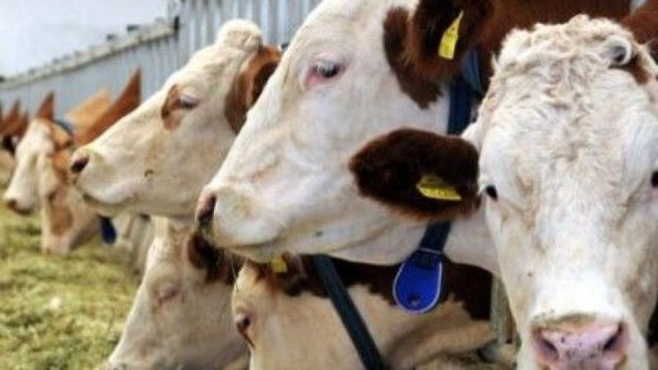 Besicilik Mi Sütçülük Mu Karlı 2021? Süt Çiftliği Ne Kadar Kazanır? Süt Hayvancılığı Karlı Mı?